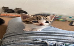 Mixed Breed cats for sale: 1x spotty boy and X3 tabby girls  - Image 7