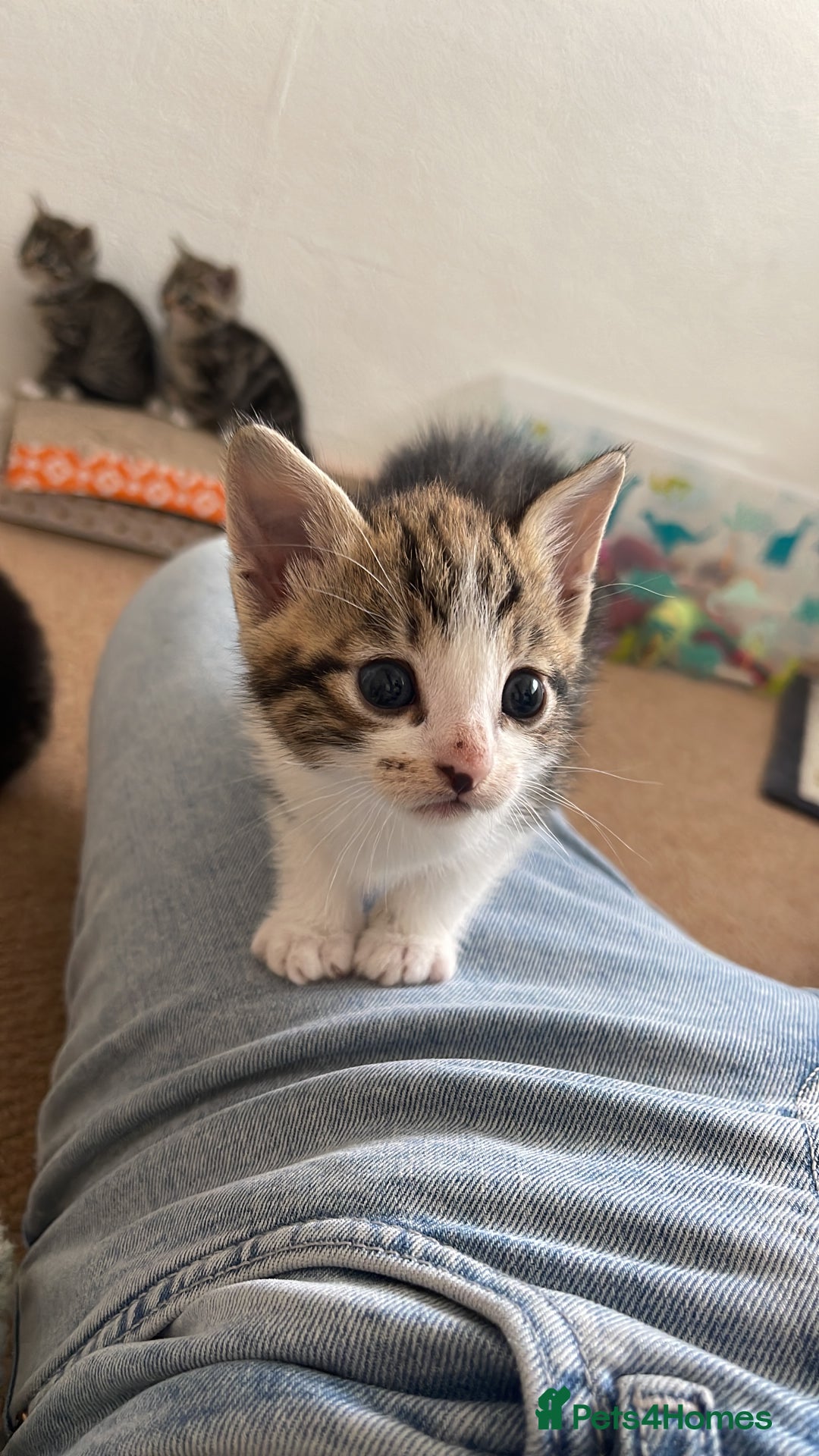 Mixed Breed cats for sale: 1x spotty boy and X3 tabby girls  - Image 7