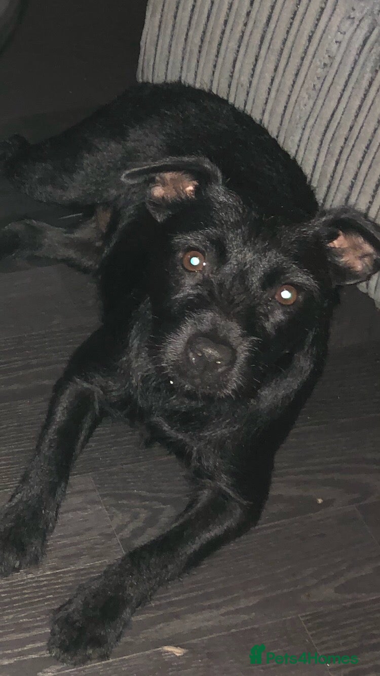 Patterdale Terrier dogs Short & longhaired Patterdale terrier’s - Advert 1