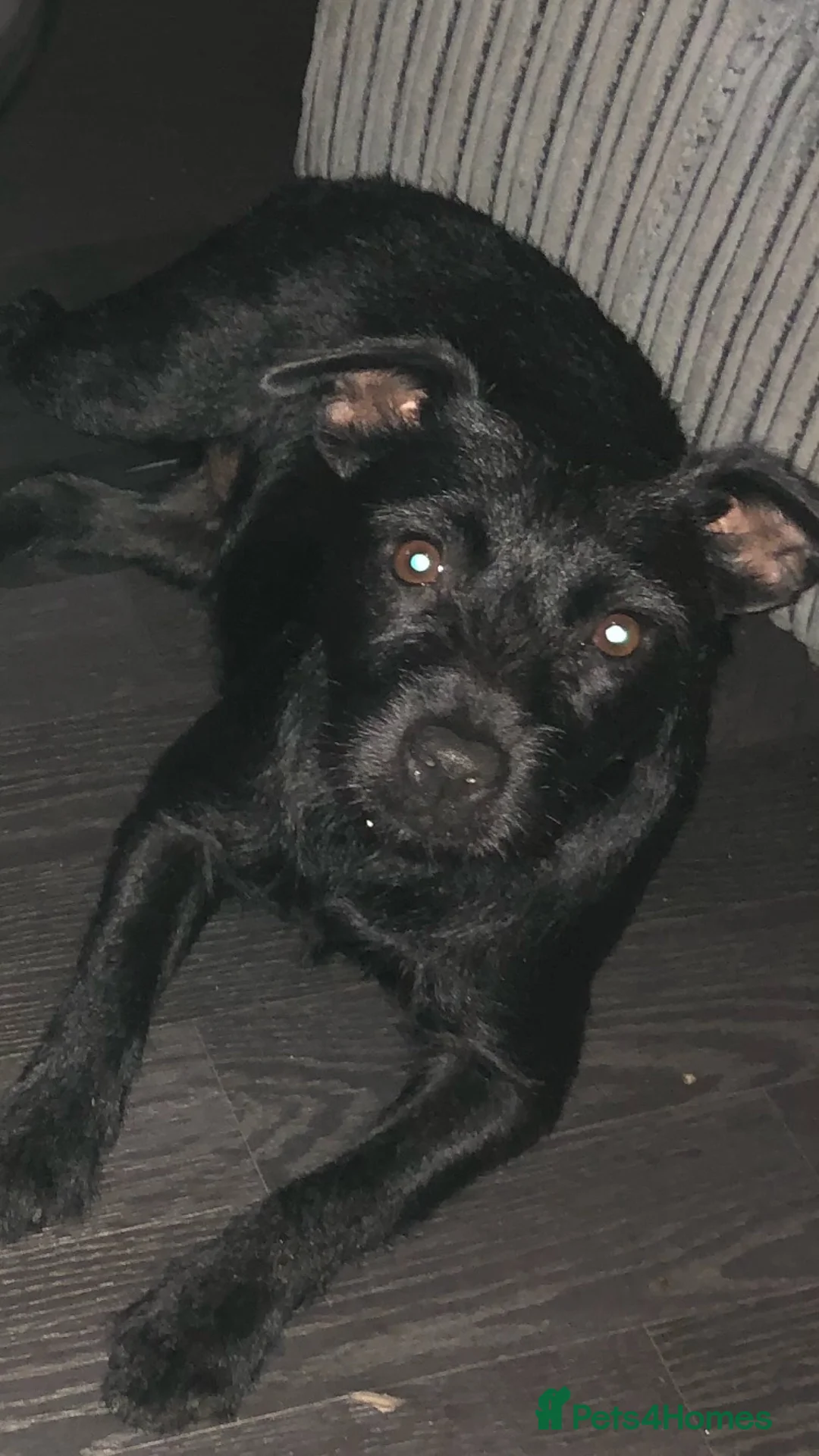 Patterdale Terrier dogs for sale: Short & longhaired Patterdale terrier’s in Burnley - Advert 1