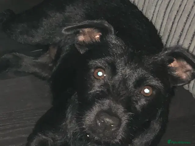 Patterdale Terrier dogs for sale: Short & longhaired Patterdale terrier’s - Advert 1