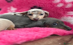Miniature Dachshund dogs for sale: Miniature dachshund puppies  - Image 7