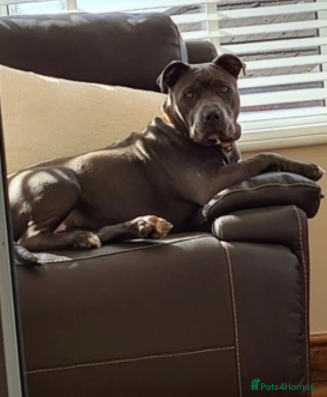 American Bull Staffy dogs for sale: blue staffy  - Advert 6
