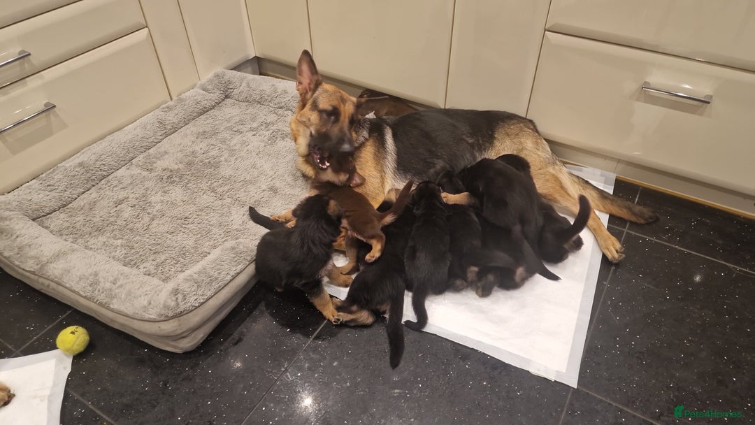 German Shepherd dogs for sale: Beautiful German Shepherd puppies - Image 2