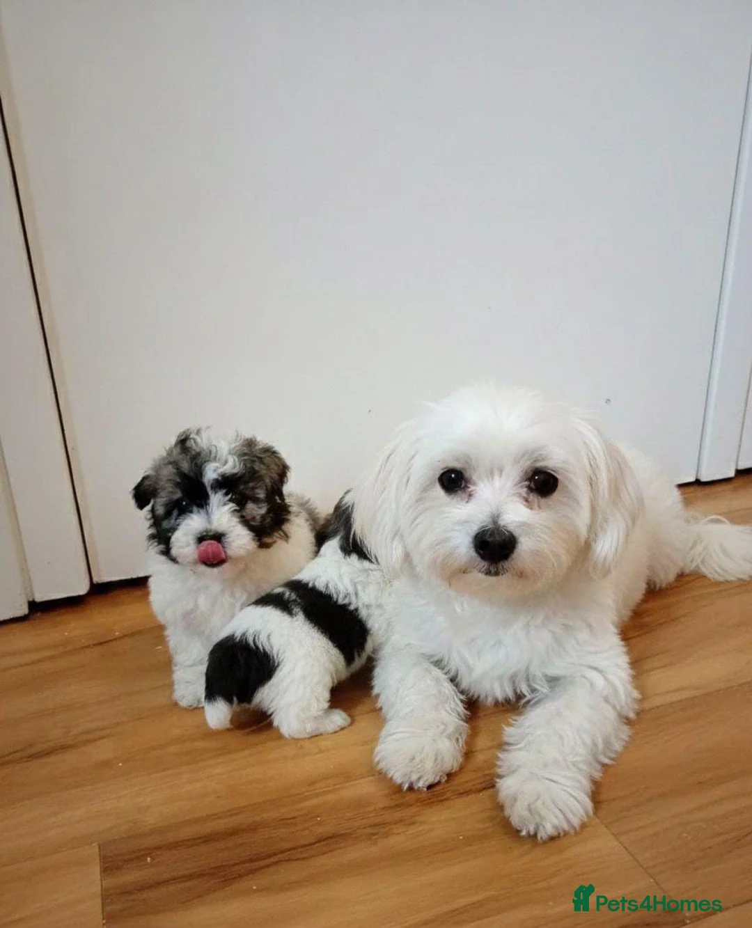 Maltipoo dogs for sale: Maltipoo puppies  - Advert 8
