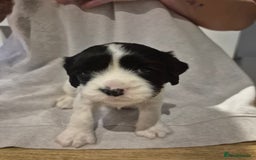 English Springer Spaniel dogs for sale: Springer pups - Image 4