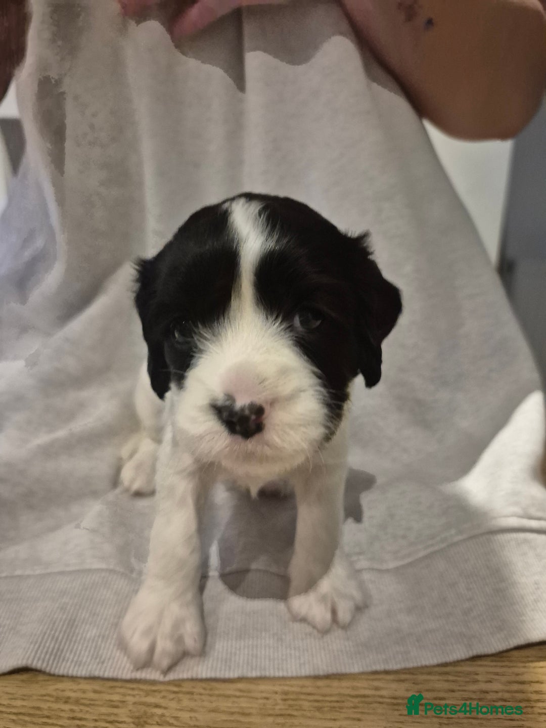 English Springer Spaniel dogs for sale: Springer pups - Image 4
