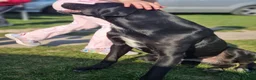 Pointer dogs for adoption: Donna – Beautiful English Pointer Cross - Advert 5