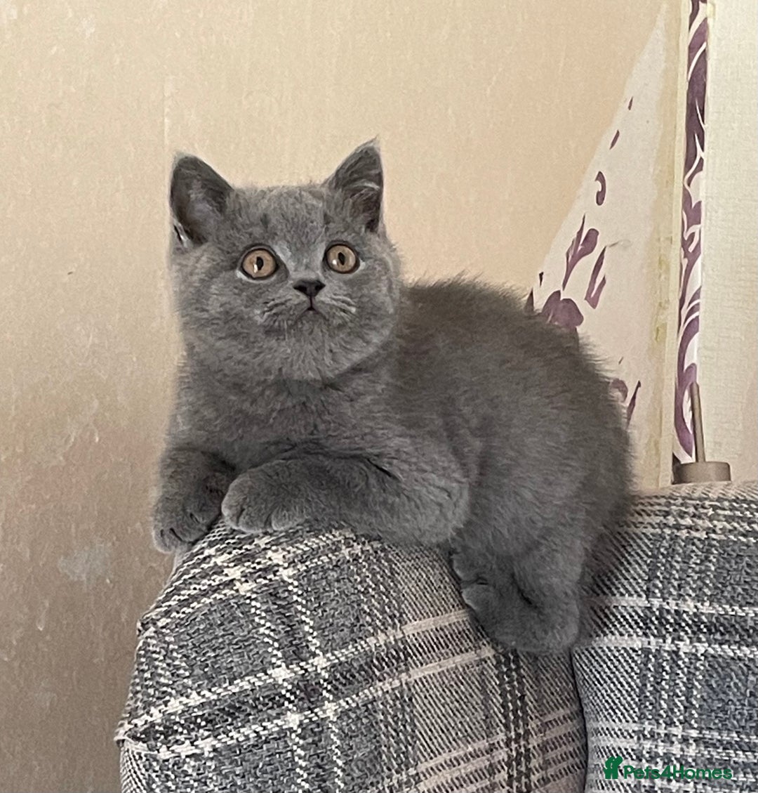 British Shorthair cats for sale: GCCF Reg. Blue and Lilac self boys.  - Image 5