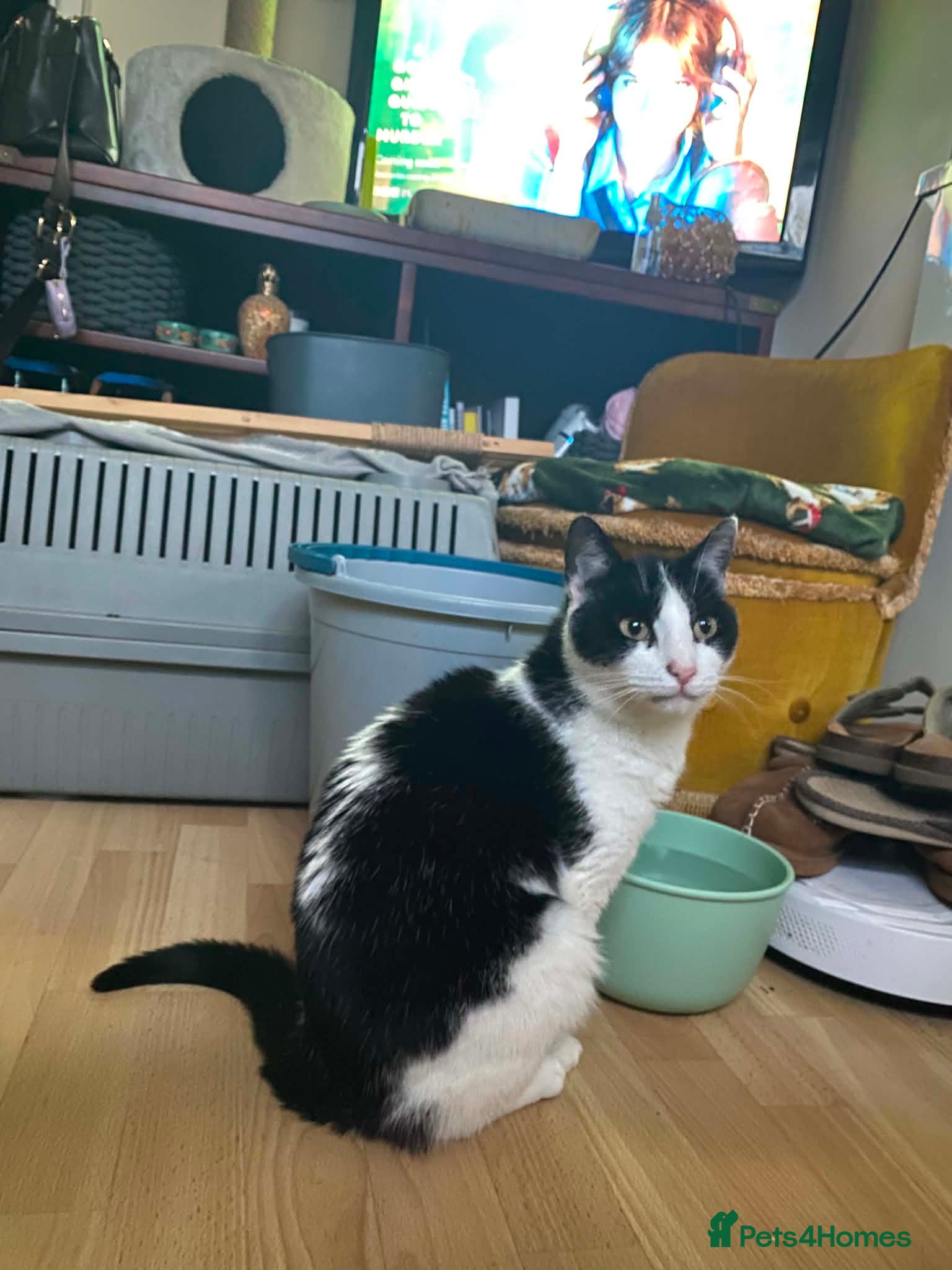 Mixed Breed cats for adoption: Nora -Guildford surrey  in Guildford - Advert 6