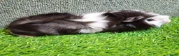 Guinea Pig rodents for sale: Pair baby brothers guinea pigs - Advert 12