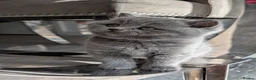 British Shorthair cats for sale: British Shorthair Kittens – Fluffy & Adorable! - Advert 3