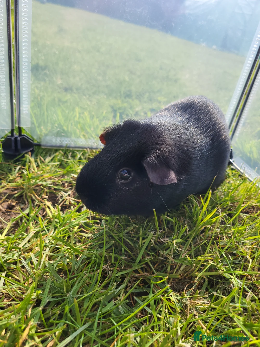 Guinea Pig rodents for sale: Male Guinea pigs for sale  - Advert 5