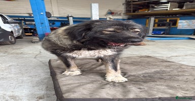 Caucasian Shepherd Dog dogs - Advert 10