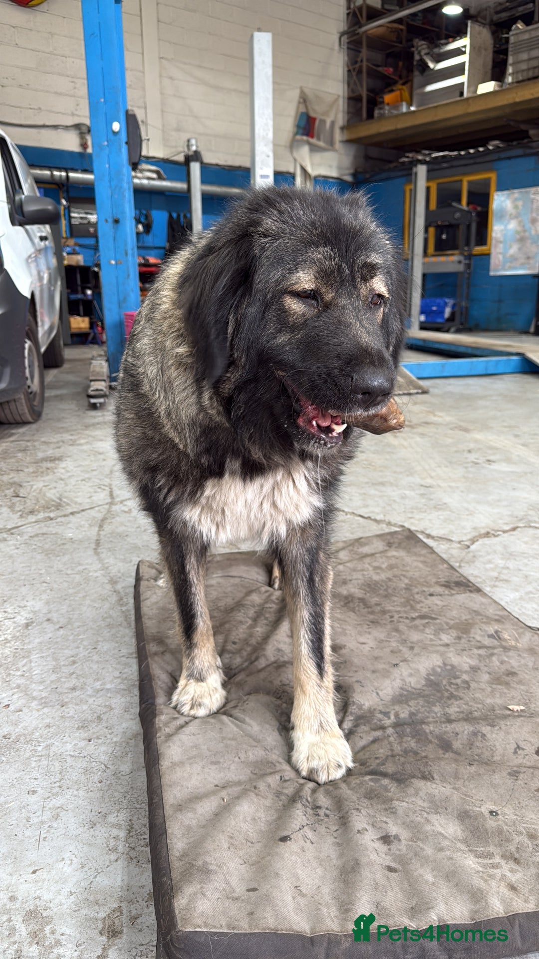 Caucasian Shepherd Dog dogs for sale:  ⭐️Caucasian shepherds⭐️puppies #bears big boned   - Image 5