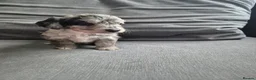 Cockapoo dogs for sale: F1 Cockapoo babies - ready start july   - Advert 12