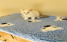 Ragdoll cats for sale: GCCF Reg Lilac Bicolour RAGDOLL  - Image 7