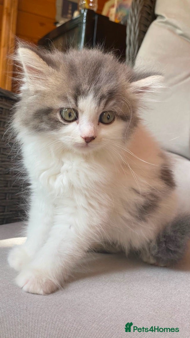 Mixed Breed cats Mixed pedigree kittens READY NOW - Advert 1