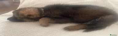 German Shepherd 4