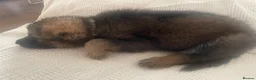 German Shepherd dogs for sale: GERMAN SHEPHERD PUPS WORKING LINE in Wigan - Advert 32