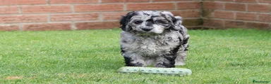 Cockapoo 4