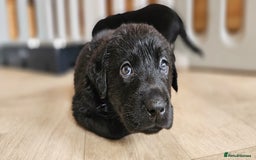 Labrador Retriever dogs for sale: 7 STUNNING BLACK LABRADOR PUPPIES - Image 11