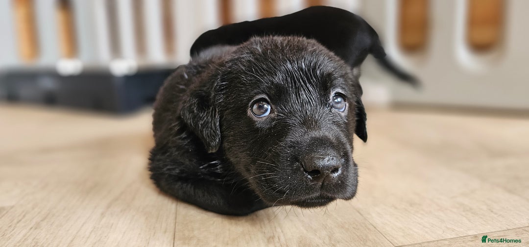Labrador Retriever dogs for sale: 7 STUNNING BLACK LABRADOR PUPPIES - Image 11