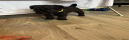 Patterdale Terrier dogs for sale: Patterdale pups in Barry - Advert 6