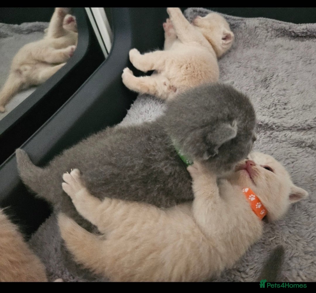 British Shorthair cats for sale: Pretty British shorthair  - Image 11