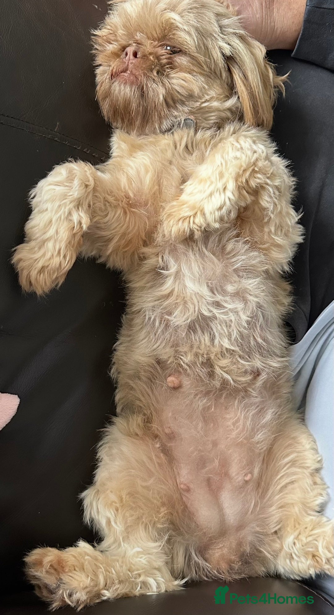 Shih Tzu dogs for sale: Shih Tzu Girl - Advert 6