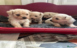 Mixed Breed dogs for sale: Gorgeous Bichon Frise x Maltese Puppies - Image 11