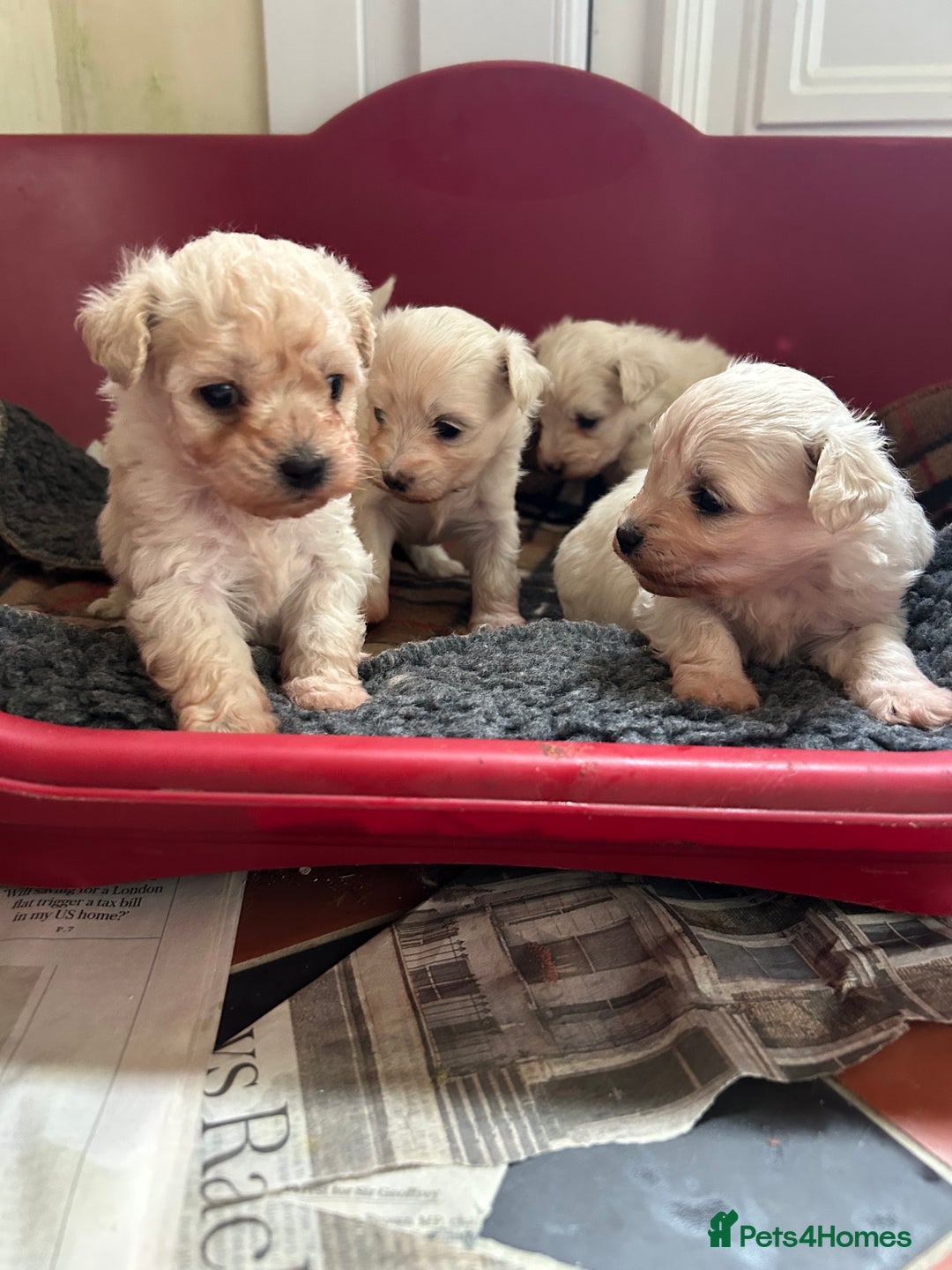 Mixed Breed dogs for sale: Gorgeous Bichon Frise x Maltese Puppies - Image 11