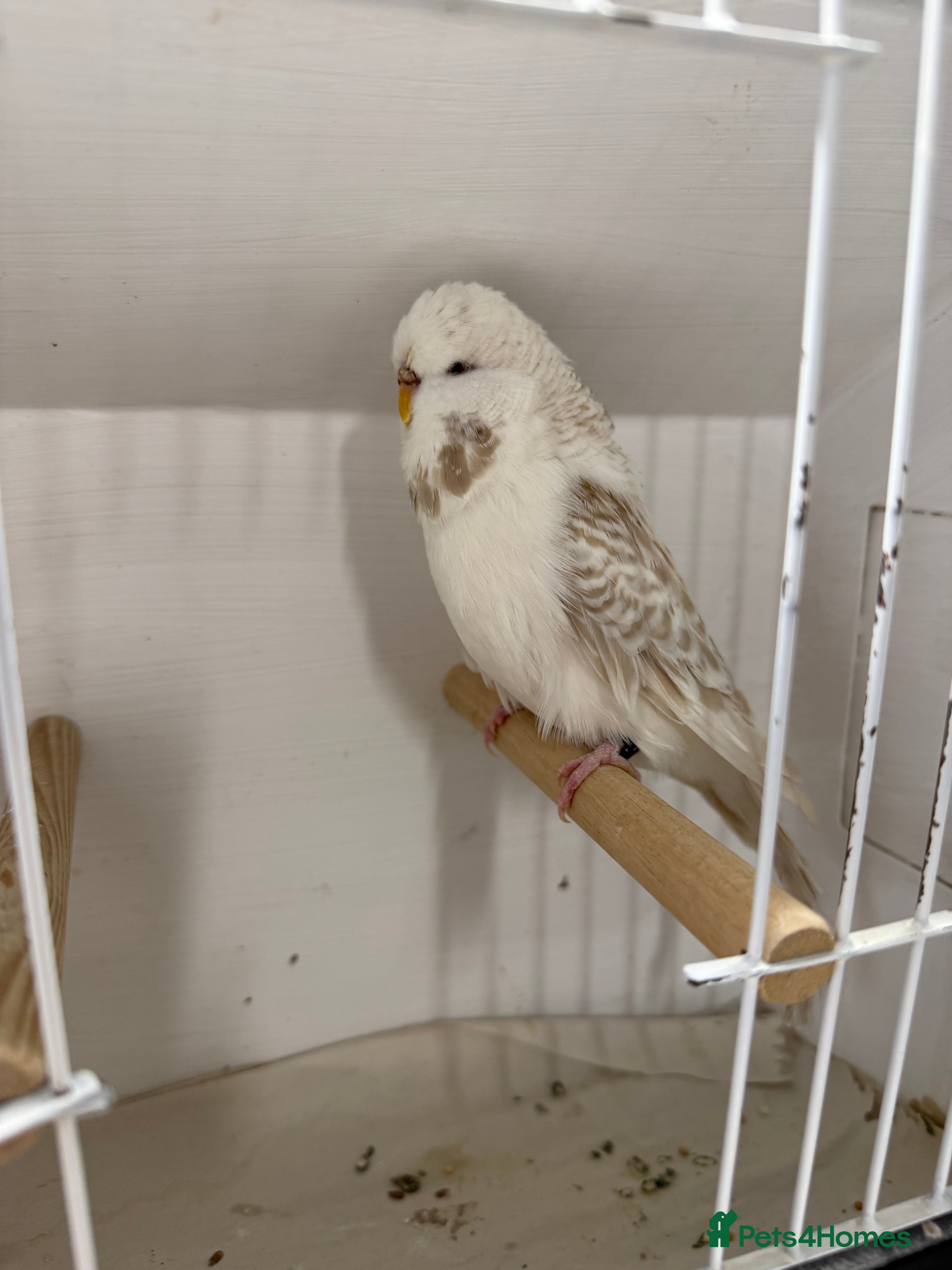 Budgerigars birds English budgies - Advert 3