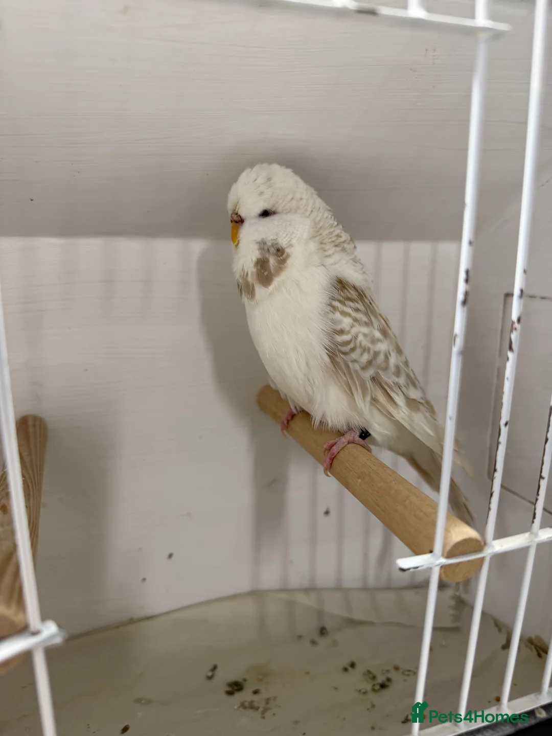 Budgerigars birds for sale: English budgies - Advert 1