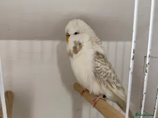 Budgerigars birds English budgies - Advert 3