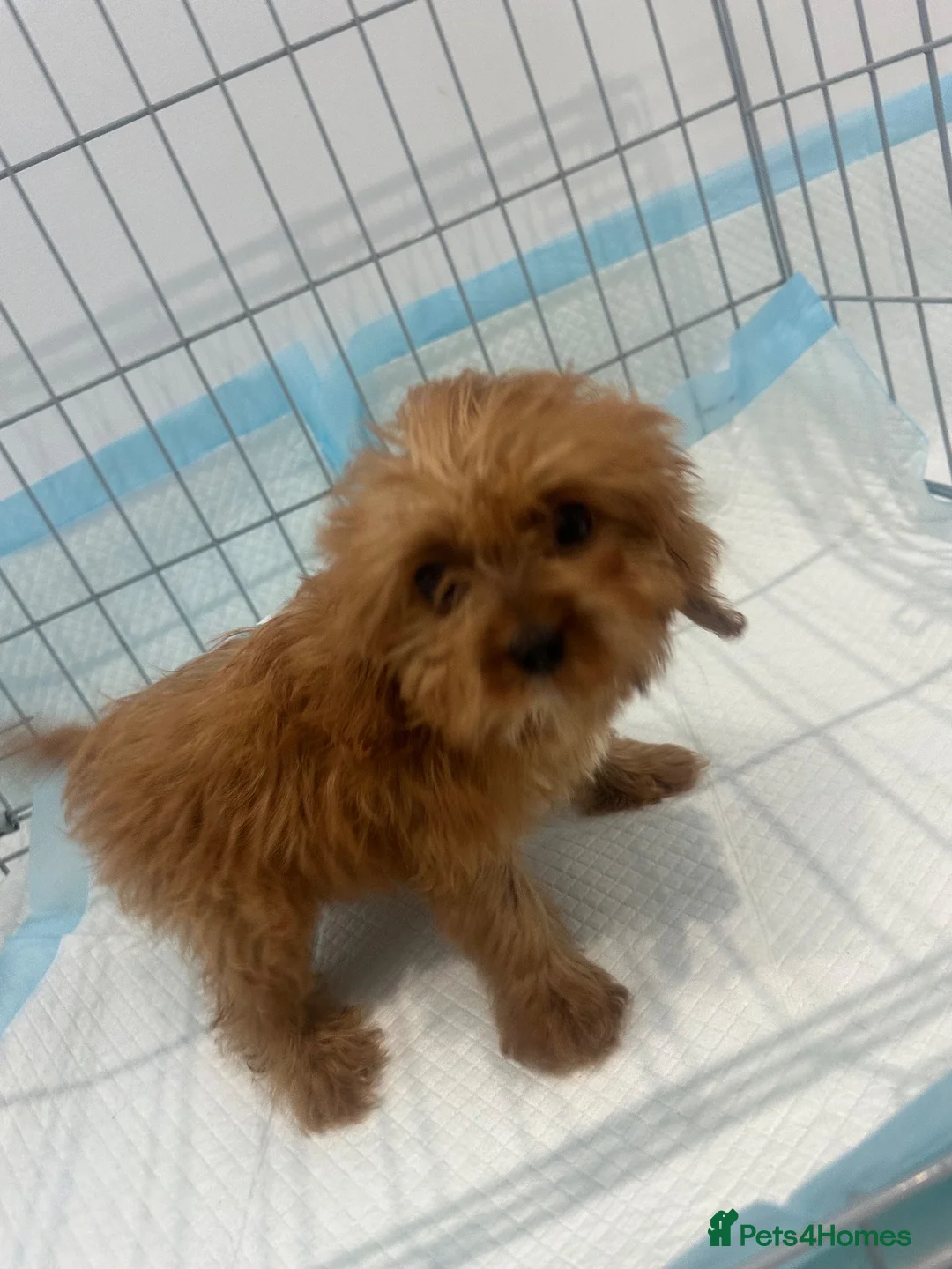 Cavapoo dogs for sale: Health tested fox red f1 Cavapoo  - Advert 2