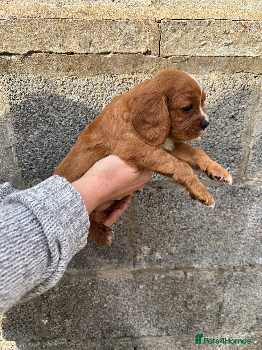 Cavalier King Charles Spaniel dogs for sale: Gorgeous cavalier puppies  - Image 5