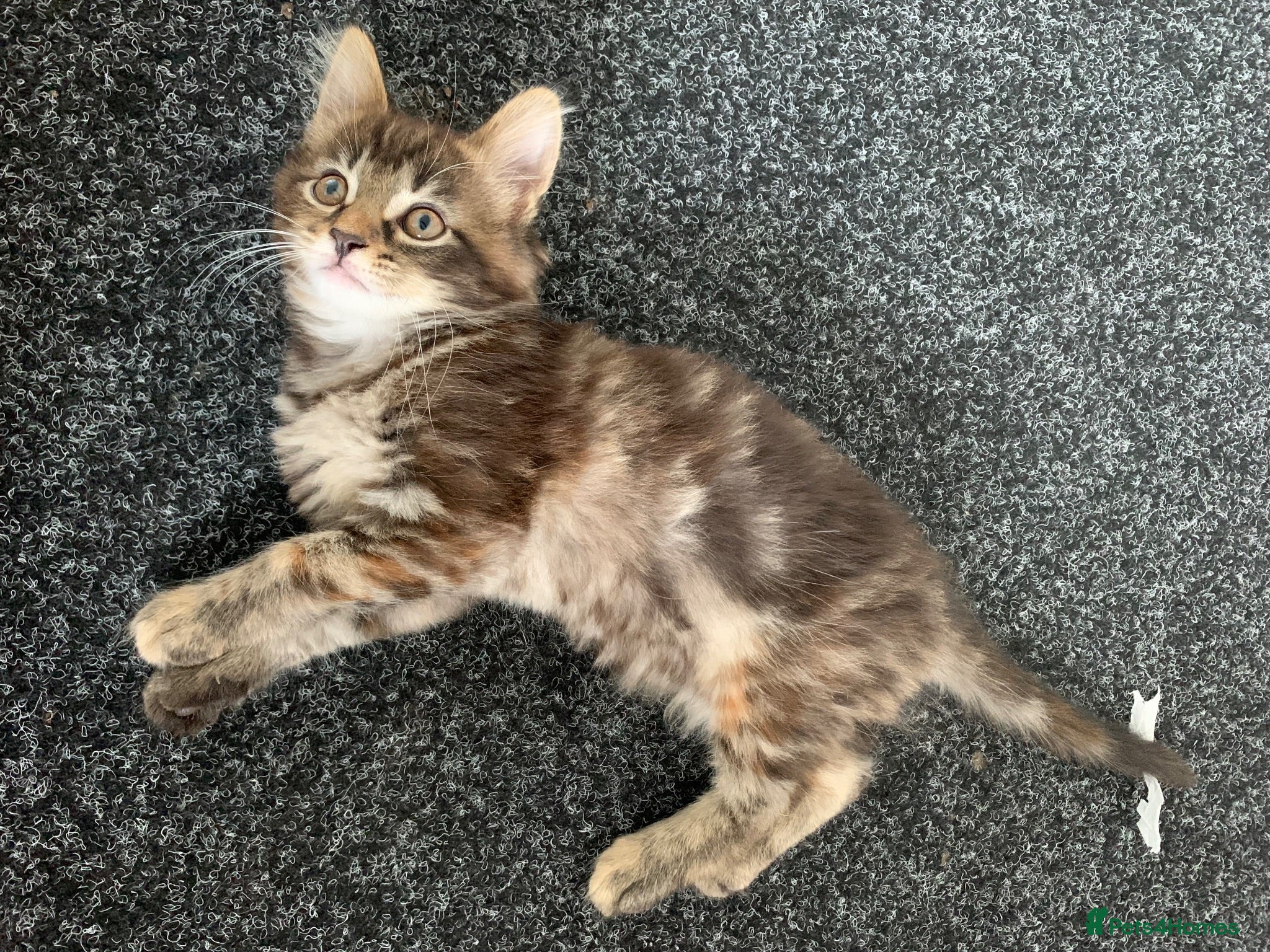 Mixed Breed cats Mixed Main Coon kittens  - Advert 1
