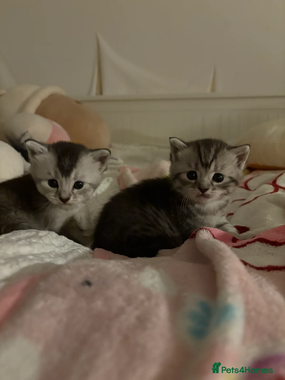 Mixed Breed cats for sale: 4 adorable grey and white kittens  - Advert 6