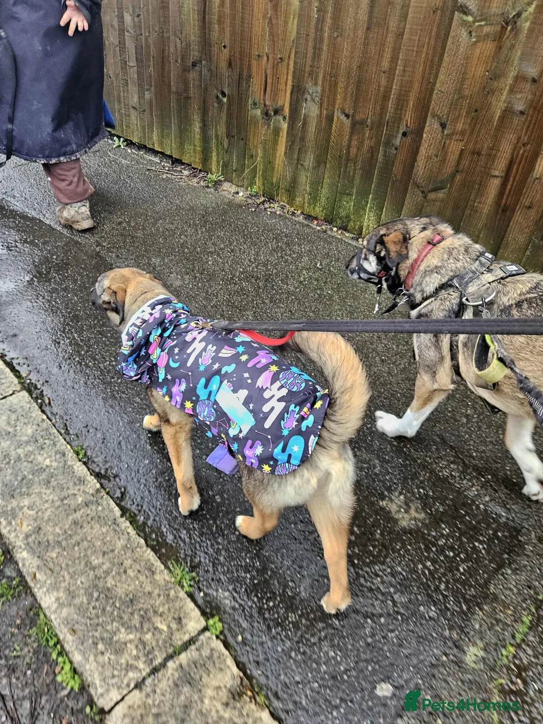 Mixed Breed dogs for adoption: Colby for adoption in Hastings - Advert 6