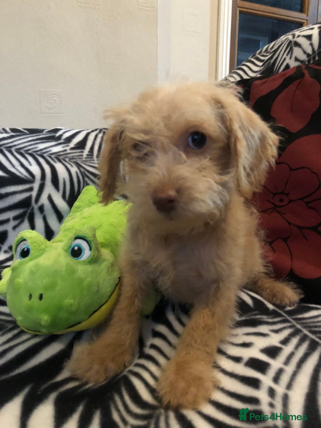 Mixed Breed dogs for sale: shihpoo x maltese puppies for sale - Advert 25