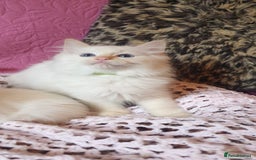 Ragdoll cats for sale: 💖Beautiful GCCF Registered Ragdoll Kittens. - Image 9