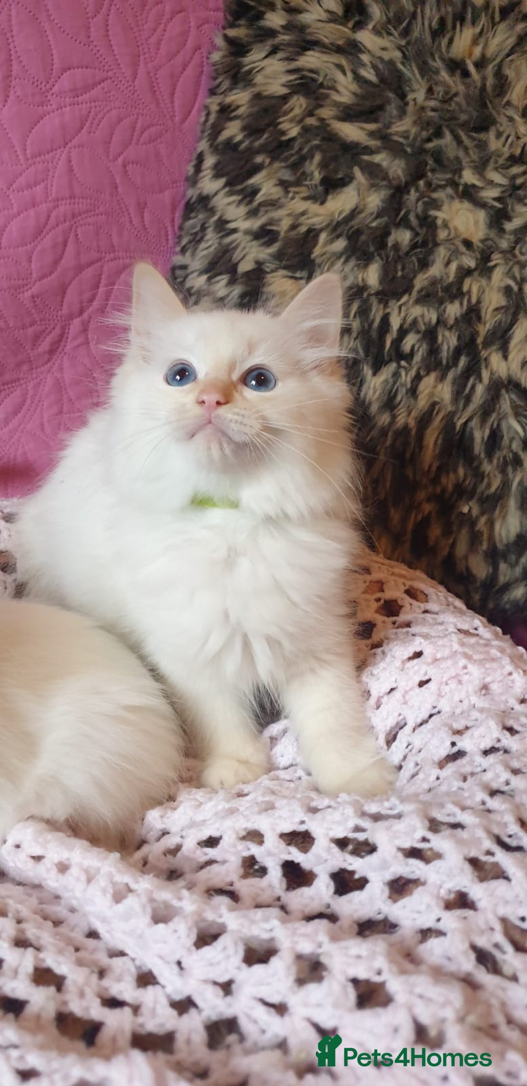 Ragdoll cats for sale: 💖Beautiful GCCF Registered Ragdoll Kittens. - Image 9