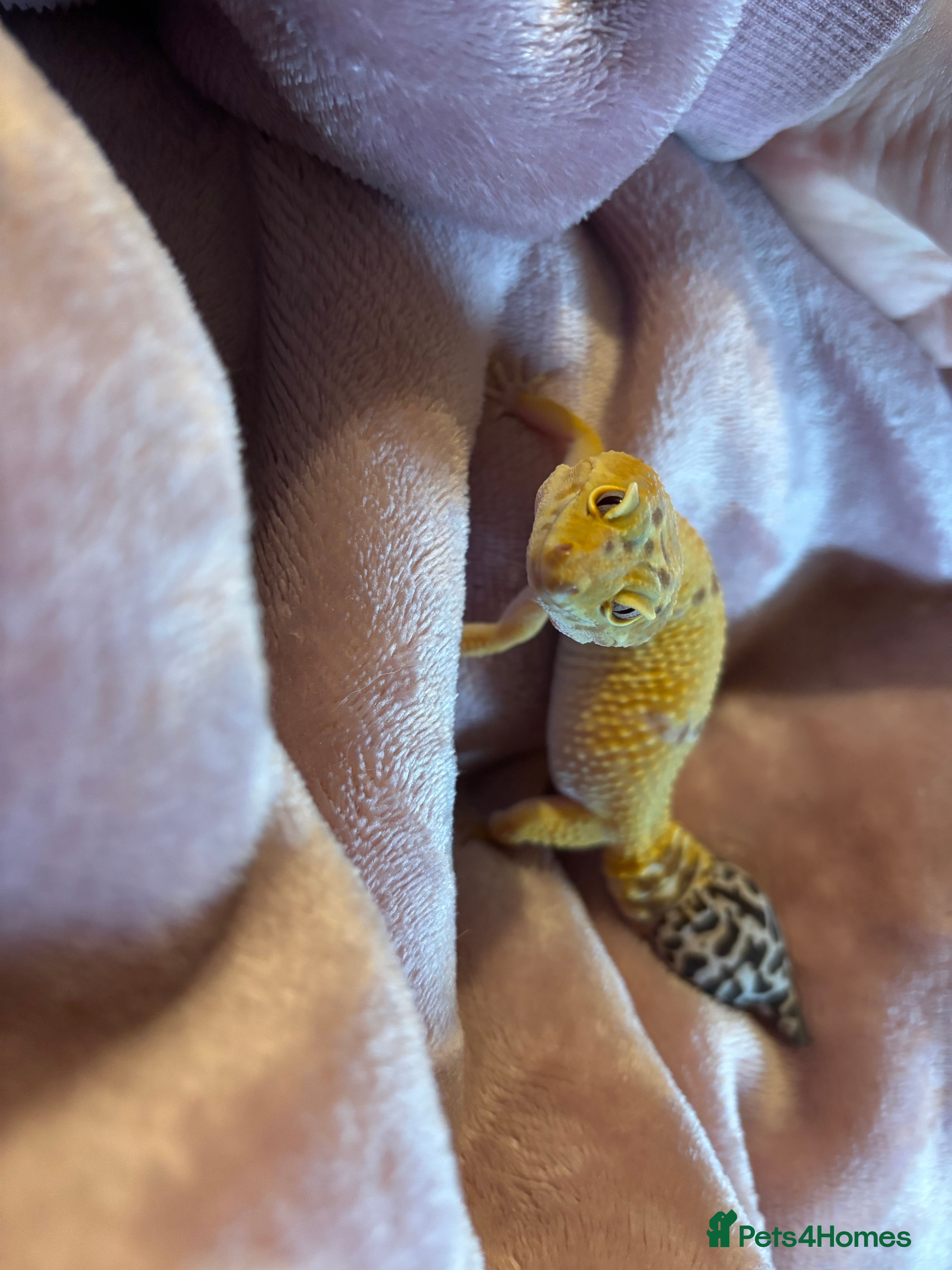 Leopard Gecko reptiles Gecko with full Viv set up - Advert 13