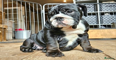 English Bulldog dogs - Advert 6