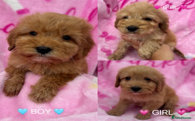 Cockapoo dogs - Advert 4