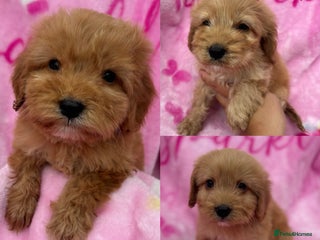 Cockapoo dogs - Advert 1