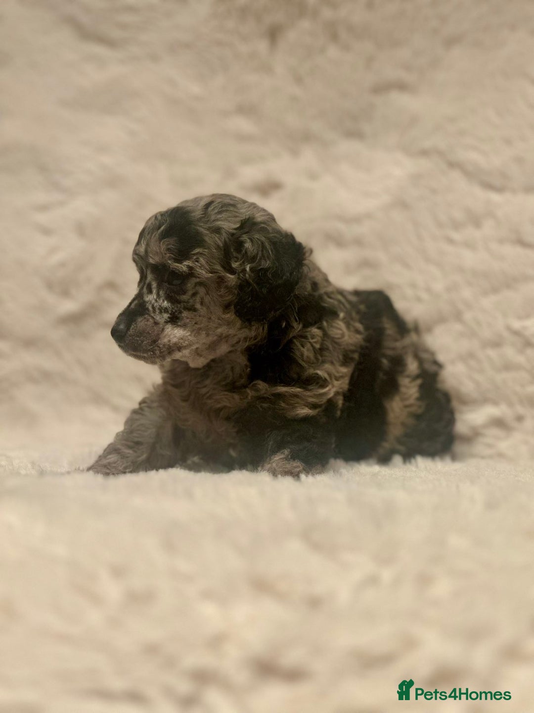 Miniature Poodle dogs for sale: Miniature poodle puppies  - Image 18