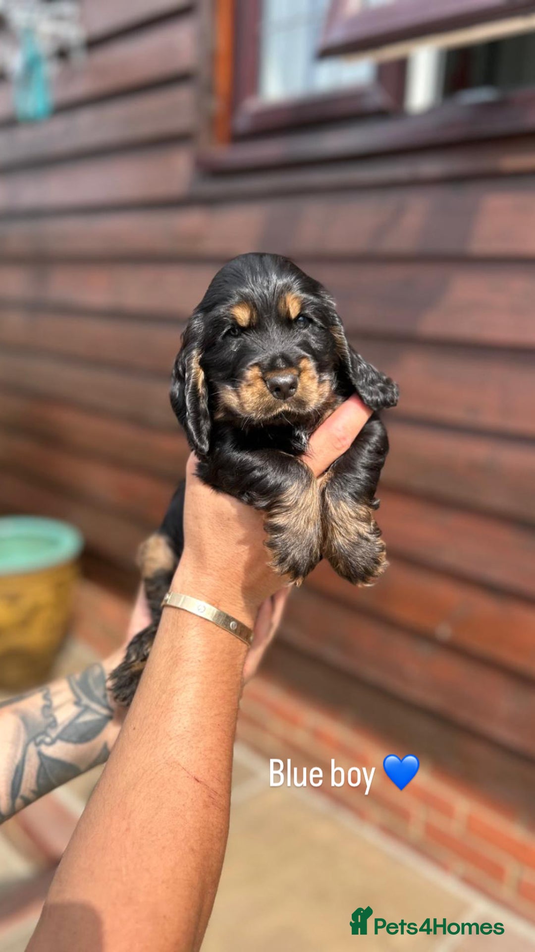 Cocker Spaniel dogs for sale: KC RIZI-BIZI show type European show champ lines - Image 6