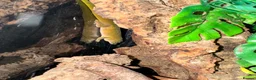 Bearded Dragon reptiles for sale: Baby dragons and other reptile for rehome  - Advert 17